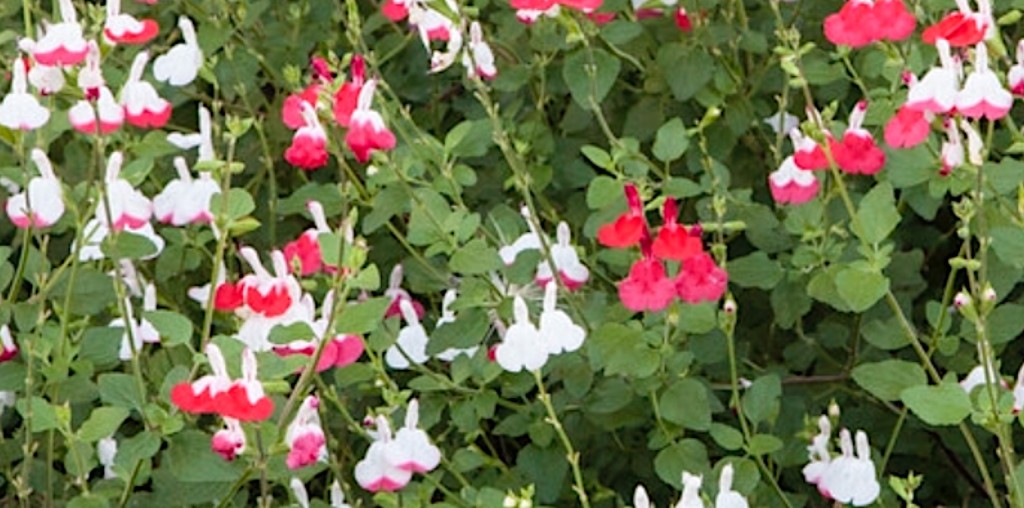 The Truth About Salvia ‘Hot Lips’